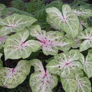 8 units available! Pre-Order Qty: 0