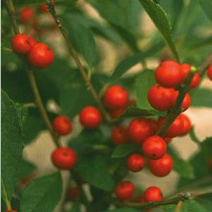 RED SPRITE WINTERBERRY HOLLY