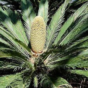 6 units available! Pre-Order Qty: 0