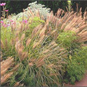 180 units available! Pre-Order Qty: 0