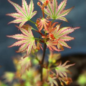 0 units available! Pre-Order Qty: 3