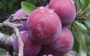 1988 units available! Pre-Order Qty: 0