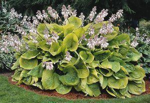 856 units available! Pre-Order Qty: 0