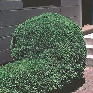 2402 units available! Pre-Order Qty: 0