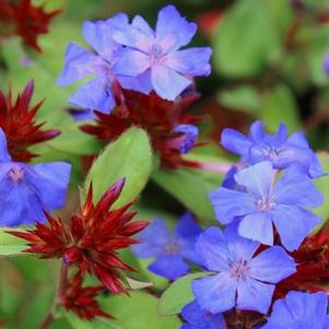 BLUE PLUMBAGO