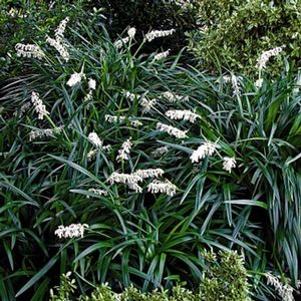 24 units available! Pre-Order Qty: 0