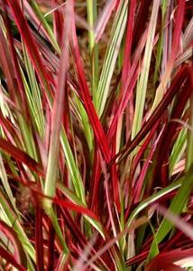 10 units available! Pre-Order Qty: 0