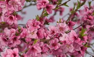 260 units available! Pre-Order Qty: 0