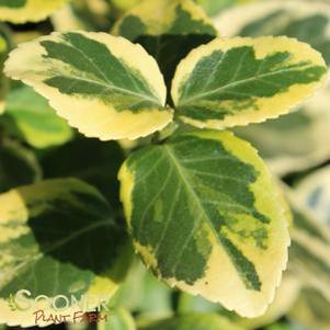 18 units available! Pre-Order Qty: 0