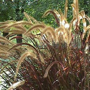 0 units available! Pre-Order Qty: 0