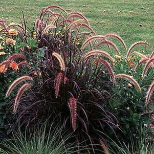 736 units available! Pre-Order Qty: 0