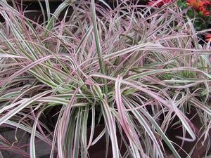 0 units available! Pre-Order Qty: 0