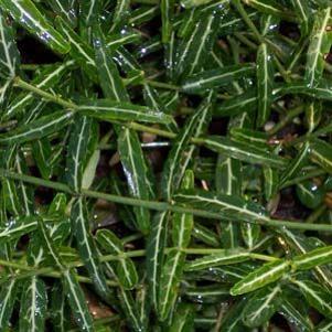 7 units available! Pre-Order Qty: 0