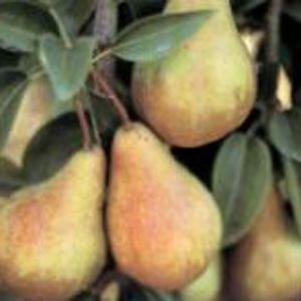 145 units available! Pre-Order Qty: 0