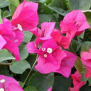 Image courtesy of Greenleaf Nursery