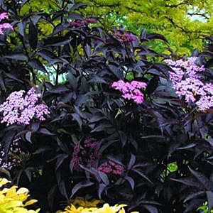 Image courtesy of Greenleaf Nursery