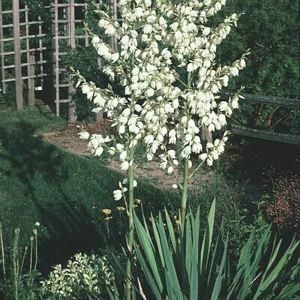Image courtesy of Greenleaf Nursery