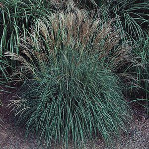 Image courtesy of Greenleaf Nursery