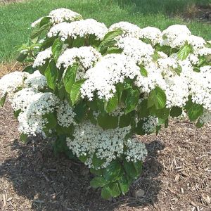 Image courtesy of Greenleaf Nursery