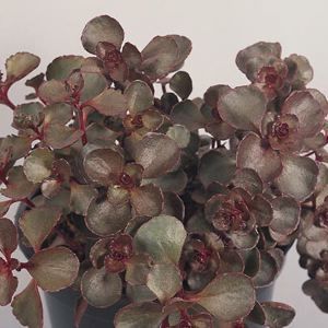 Image courtesy of Sooner Plant Farm