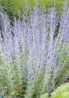 Image property of Sooner PLant Farm