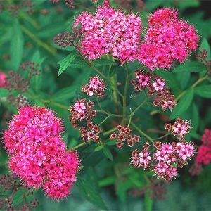 Image courtesy of Greenleaf Nursery