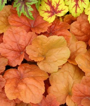 Image courtesy of Terra Nove Nursery