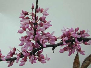 EASTERN REDBUD
