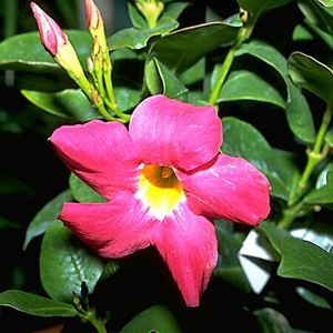 Mandevilla sanderi ‘Red Riding Hood’ RED RIDING HOOD MANDEVILLA from