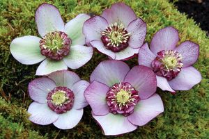 Image courtesy of Terra Nova Nursery