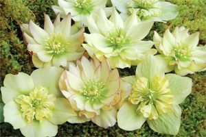 Image courtesy of Terra Nova Nursery