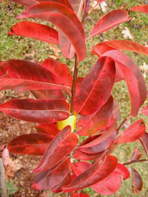 SOURWOOD