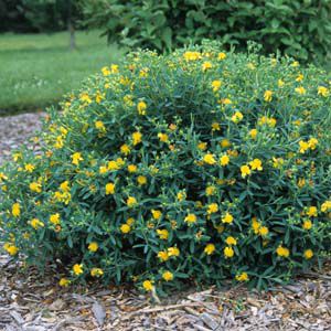 Image courtesy of Greenleaf Nursery