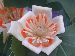 TULIP TREE