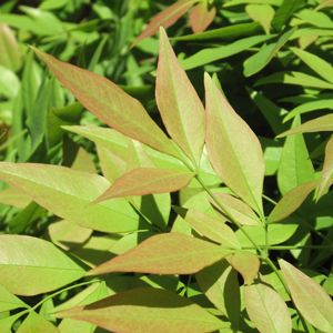 Image courtesy of Greenleaf Nursery