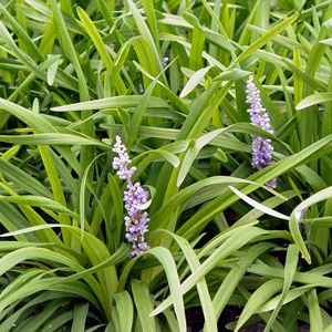 Image courtesy of Greenleaf Nursery