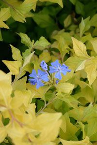 Image courtesy of Plant Haven