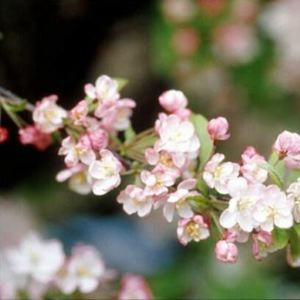 Image courtesy of Greenleaf Nursery.