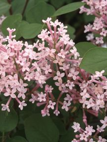 Image courtesy of Spring Meadow Nursery