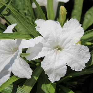 Image Property of Sooner Plant Farm