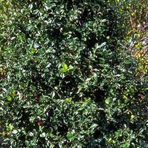 Image courtesy of Greenleaf Nursery