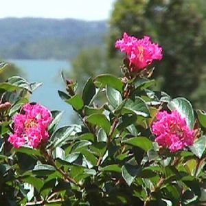 Image courtesy of Greenleaf Nursery
