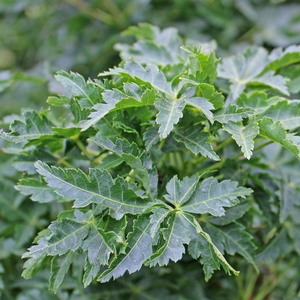 Image Property of Sooner Plant Farm