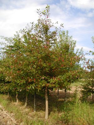 BLACKGUM
