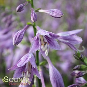 Image Property of Sooner Plant Farm