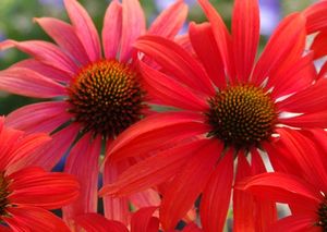 Courtesy of Terra Nova Nurseries