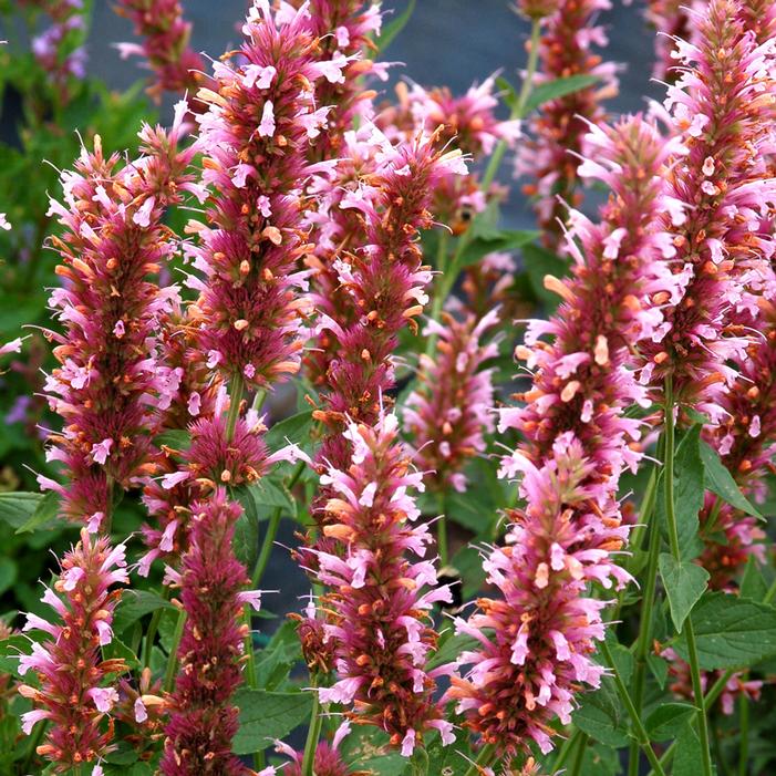 Courtesy of Terra Nova Nurseries