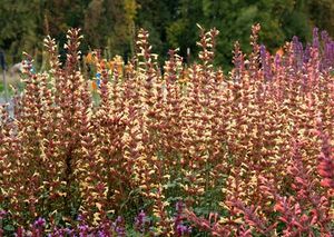 Courtesy of Terra Nova Nurseries
