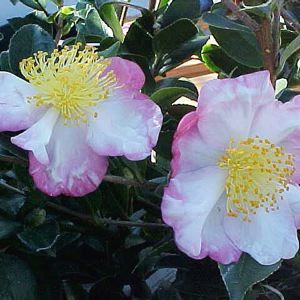 Image courtesy of Greenleaf Nursery
