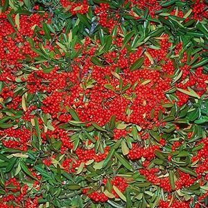 Image courtesy of Greenleaf Nursery
